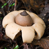 A rounded earth star mushroom. Mount Field National Park, Tasmania, Australia