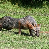 tracking lunch