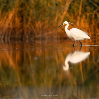 Little egret by Sebastian Ulici