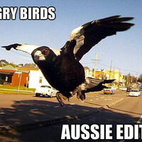 Angry birds
