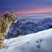 India, snow leopard in the Ladakh mountains