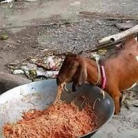an Italian goat for pulse