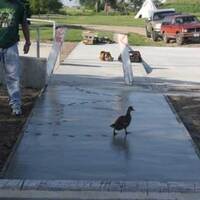 fuck a duck