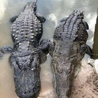 Only in Florida