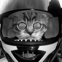 meeeeeeeeeoooooow!