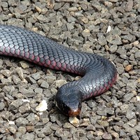 Now Here's a Real Snake!