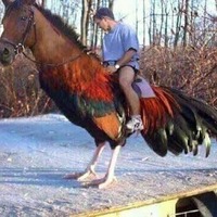 Genie misunderstood I want a giant horse cock