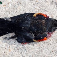 Peta murders thousands of blackbirds to try to have fireworks banned