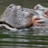 Hippo 