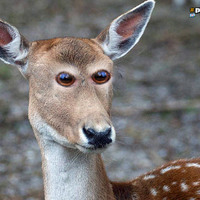 Deer with front facing eyes