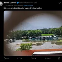 Buses don't breed in captivity 