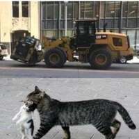 Cats carrying their young