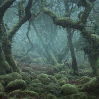 Enchanted Forest, Devon, England