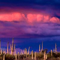 Saguaro0 National Monument Arizona