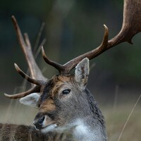 A majestic deer with large antlers rests in grass by Jaimy de Hon