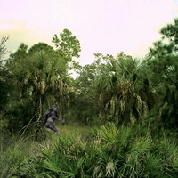 Florida wildlife (skunk ape)