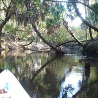 Wild Florida 3