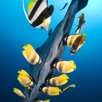 butterflyfish and moorish idols clean an ocean sunfish