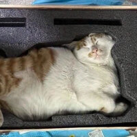 Pre-packaged cat