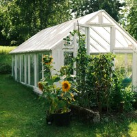 Sunflowers in a black pot beside a white greenhouse in a garden by Elvira Blumfelde