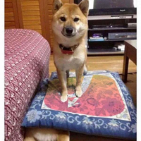 Goodest