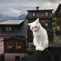 Cat in Hallstatt by Jakob Bagterp