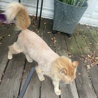 Shaved ginger pussy