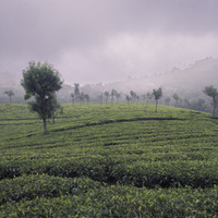 Foggy Tea Gardens by Subhadip Saha