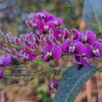 the colour purple