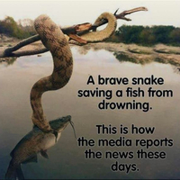from the MSM playbook