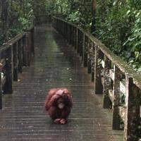 Apparently Orangutans don't enjoy the rain