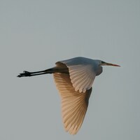 A great egret in flight against a pale sky by insung yoon