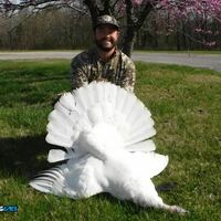 POS kills rare turkey