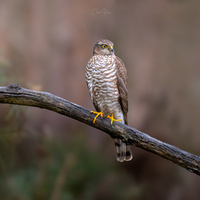 Eye of the beholder by Costas Ganasos