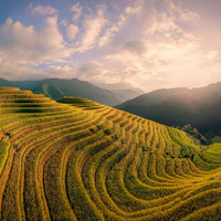 Rice Terrace by Phuoc Le