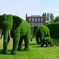Elephant Greenies