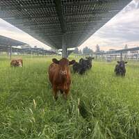 Solar grazing