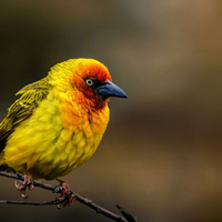 Cape weaver by marius van dyk