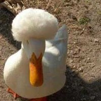 More afro duck