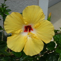 Hibuscus bloom in my front yard