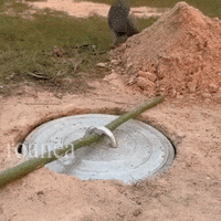 new and improved rat trap