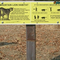 Lion facts I did not know