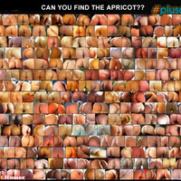 Find the apricot