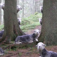 We are the sheep who say "ni"! Now bring us a SHRUBBERY!