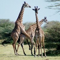 girafs