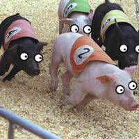 pigs and pigs pigs
