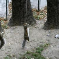 Squirrel party