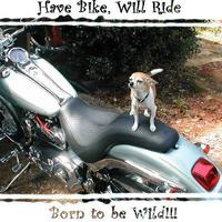 Biker Puppy