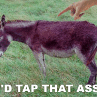 tap that ass
