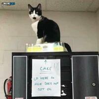 Cat sit on cake